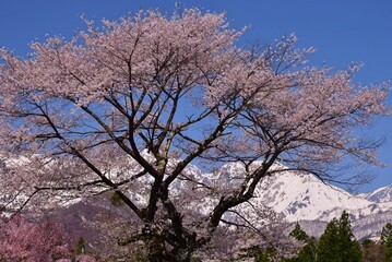 Naklejka premium 白馬村 春の風景