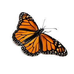 Obraz premium Beautiful monarch butterfly with orange and black wings