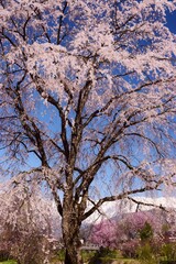Fototapeta premium 白馬村 春の風景