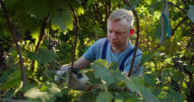 Agricultural worker harvesting grape crop in vineyard. Food and agriculture industry