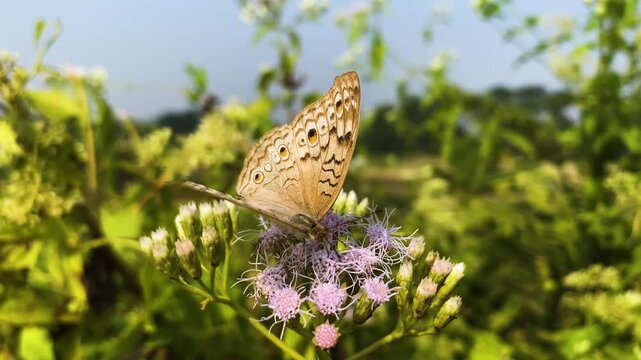 Grey Pansy butterfly collecting nectar from Siam Weed flowers in south asia.