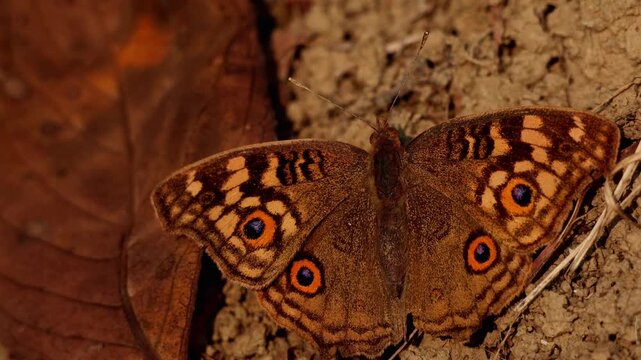 A closeup video of Junonia lemonias commonly known as the lemon pansy butterfly resting on open ground during winter in Himachal Pradesh India.
