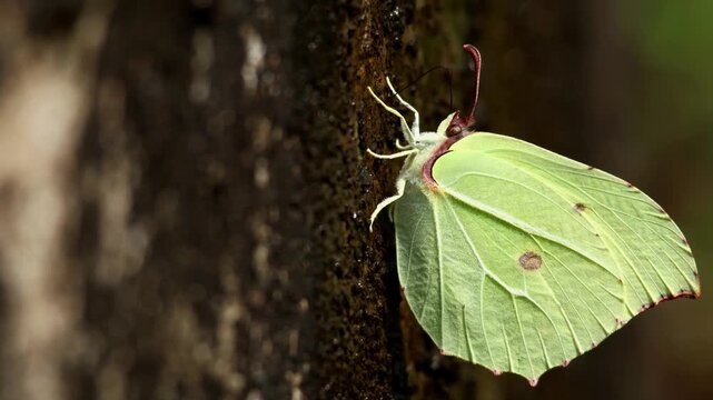 Closeup video of a common brimstone butterfly (Gonepteryx rhamni) sucking dissolved minerals from a wet wall surface during monsoon season in Himachal Pradesh, India.