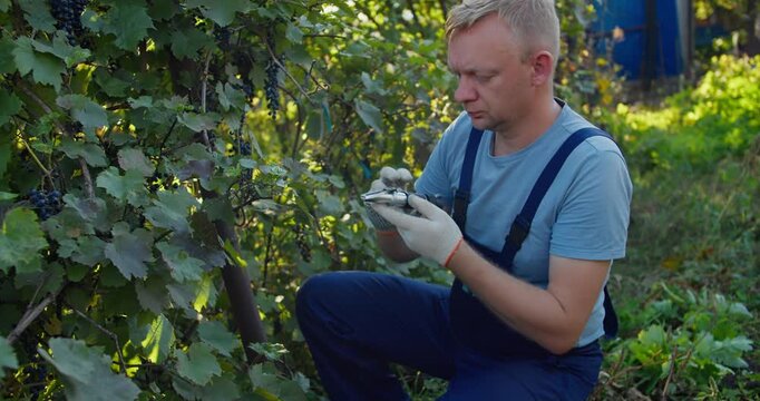 Vineyard worker measuring grape sugar content using refractometer directly on vine. Harvest readiness assessment in vineyard