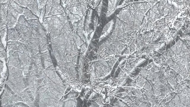 Tree full of snow during a Snow storm in Imlil, Morocco. Toubkal National Parc.