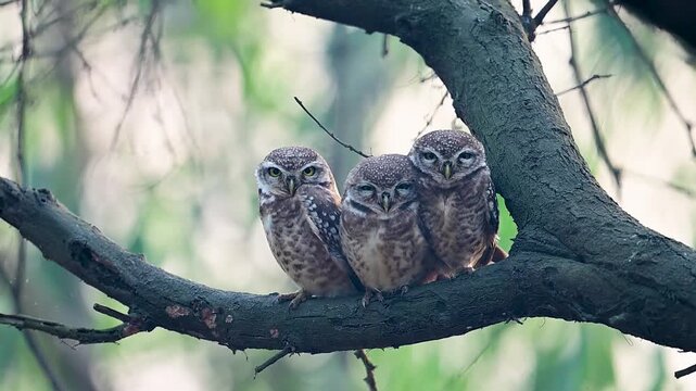 Woodland scene captures spotted owlet family perched attentively at daybreak