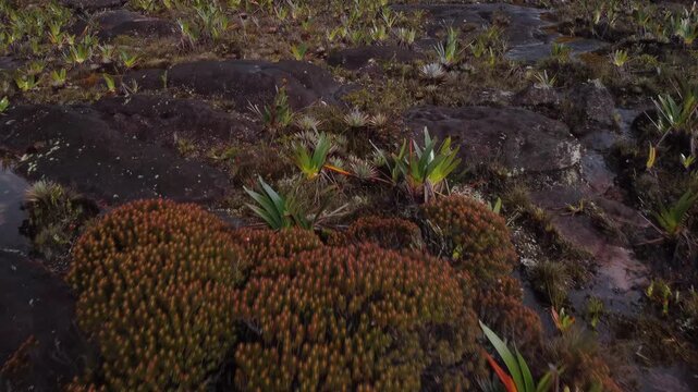 Stunning close-up aerial view of the vegetation at the top of the Roraima tepui in Canaima National Park