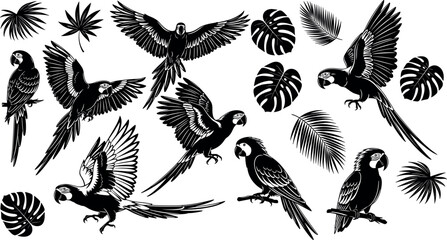 Macaw parrot silhouette vector collection with tropical monstera and palm leaves black and white bird illustration set © DALIARA 