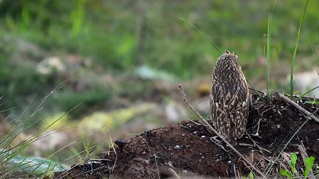 Sandy habitat supports short eared owl displaying adaptability awareness and composure