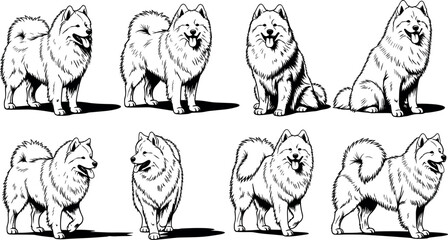 Samoyed dog silhouettes, fluffy breed, curled tail, upright ears, walking posture, sitting pose, happy expression, black illustration, vector artwork, minimal design © Masud World