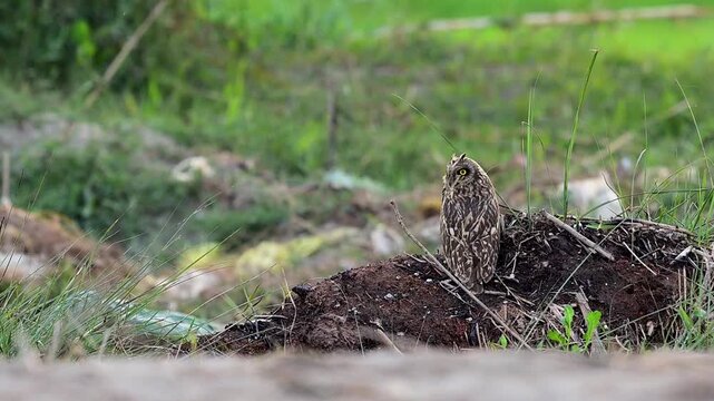 Short eared owl settled on sandy margin expresses routine behavior