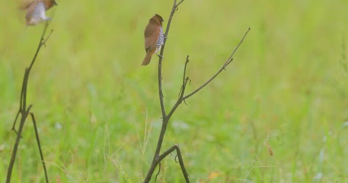 Scaly-breasted Munias land on a branch during monsoon, calling out in the fresh morning air.