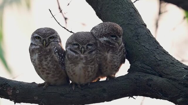 Spotted owlet family perches on tree branch during dawn showing bonding alert posture balance and calm presence