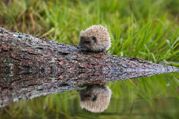 Hedgehog, Erinaceus europaeus, single mammal by water. © Rudolf