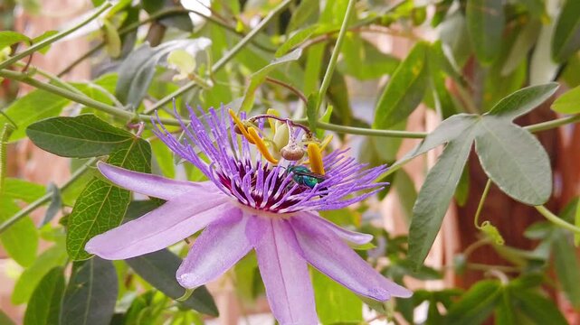 Static close-up of iridescent green bee on vibrant purple passion flower with detailed center.
