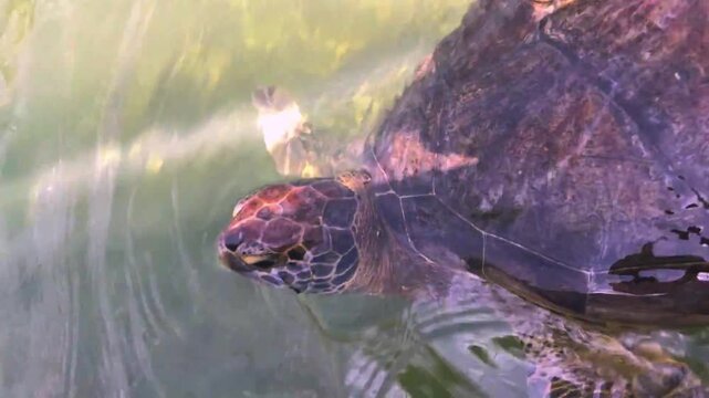 Close-up of a sea turtle swimming slowly near the surface, its patterned head and shell visible in clear water.