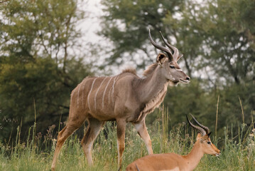 Greater Kudu