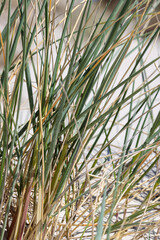 Obraz premium A detailed close-up of marram grass growing in the sandy soil of a beach in Denmark. The image highlights the natural texture of the coastal vegetation, there is motion blur