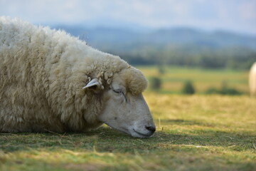 Fototapeta premium sheep in the field