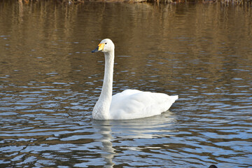 Naklejka premium Winter Migratory Birds at Shiroishi River in Miyagi, Japan – Swans and Ducks Gathering on December 16, 2025