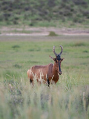 S&uuml;dafrikanische Kuhantilope, Alcelaphus caama