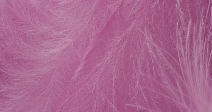 Macro Pink Feather Texture Background. Close-up abstract video showcasing delicate, fluffy pink feathers with soft textures and subtle drifting motion in a pastel-filled frame.