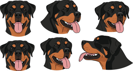 Rottweiler Dog Cartoon Head Set with Different Angles and Expressions for Pet Avatar Design, Guard Canine Flat Vector Illustration Collection © MstSuborna