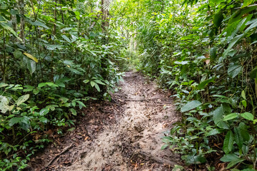 Fototapeta premium dense tropical jungle pathway with roots and wet muddy ground
