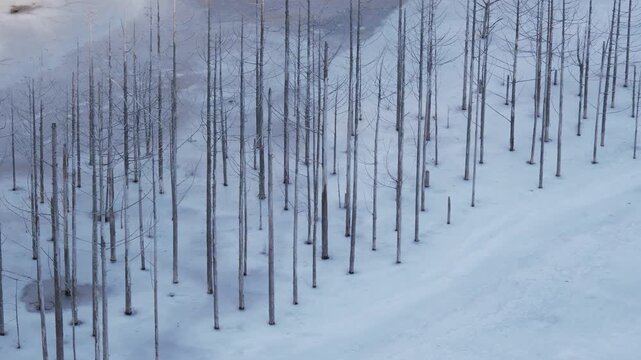 ダムの水位が下がり残されていた立ち枯れした木が氷結した湖面より出ている様子