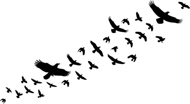 Silhouette of large flock of black birds flying together in sky, wild crows or ravens migration vector illustration on white background,
