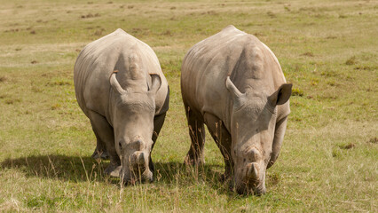 Obraz premium White rhinoceros (Ceratotherium simum), Lake Nakuru National Park, Kenya