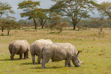 Obraz premium White rhinoceros (Ceratotherium simum), Lake Nakuru National Park, Kenya