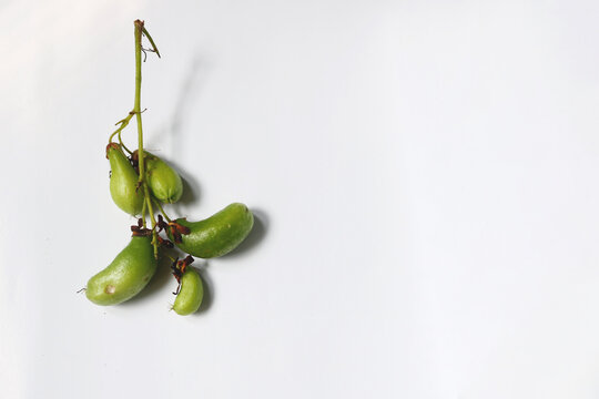 Fresh green Bilimbi or Averrhoa bilimbi branches on a white background and space for text. Ideal for food, produce, healthy eating, and recipe or catalogs of traditional cooking spices.
