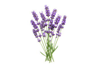 Obraz premium A beautiful bunch of fresh lavender flowers on a white background. isolated on transparent background