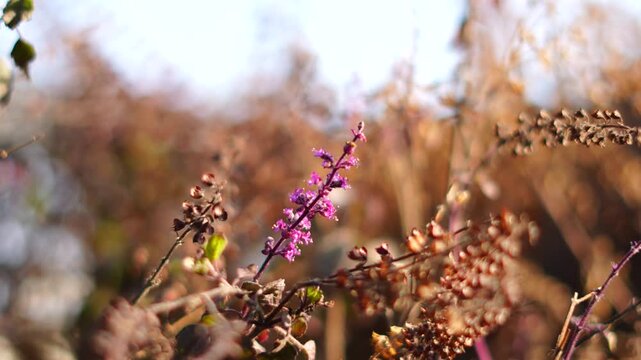 Tulsi (Holy Basil) Flower in 4K &ndash; Sacred Medicinal Plant Close Up