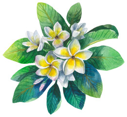 Frangipani flower. Watercolor hand drawing painted illustration. © Poltavska