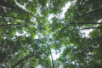 Obraz premium Lush Green Canopy View of Tree Branches with Bright Sky