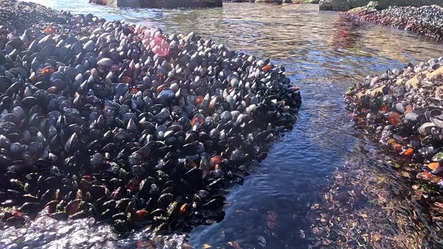The Black Sea, intertidal rocks encrusted with the Mediterranean mussel Mytilus galloprovincialis during low tide; sunlight reflections on the water surface