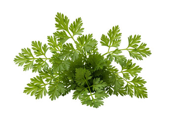 Fototapeta premium Fresh green parsley herb bunch on a white background. isolated on transparent background