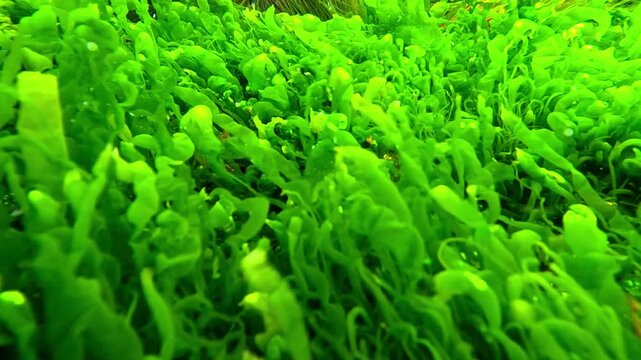 Black Sea, green algae Ulva or Enteromorpha intestinalis growing on stones near the shore in clean brackish water.