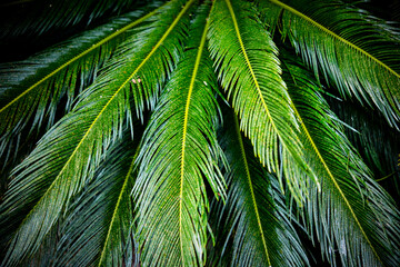 Obraz premium lush green background of tropical plants