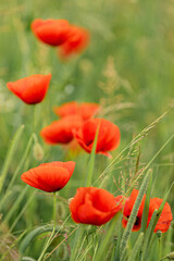Bright Red Poppies Blooming Among Wheat Spikes in a Sunny Meadow
