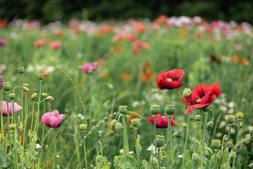 Obraz premium Romantic Floral Meadow with Mixed Color Poppies Creating a Lush Natural Panorama