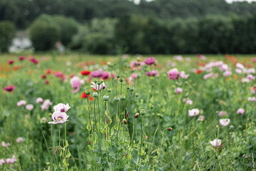 Fototapeta premium Vibrant Wild Meadow Filled with Purple, Lilac and Red Poppies Blooming Under Summer Sunlight