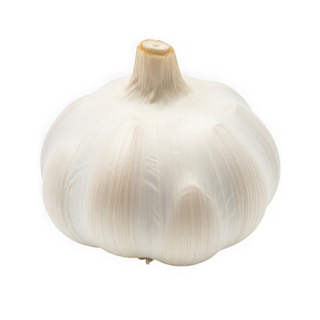 A single whole garlic bulb with its papery white skin intact and roots visible at the bottom