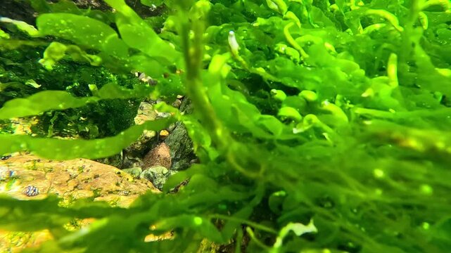 Wild nature of the Black Sea, filamentous green algae Ulva - Enteromorpha intestinalis growing on rocks in shallow water in a flow of clean brackish water