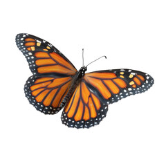 Obraz premium Monarch Butterfly with Orange Wings and Black Edges.