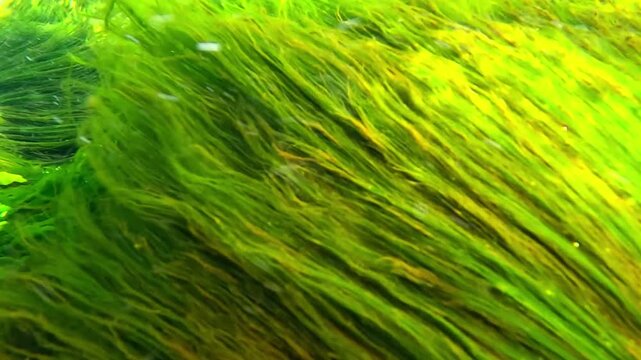Macrophyte algal flora of the Black Sea, filamentous green algae on rocks near the shore growing at shallow depth in a flow of clean brackish water