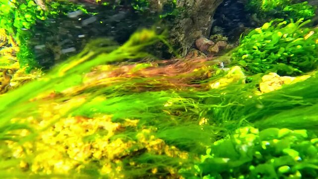 Wild nature of the Black Sea, filamentous green algae Ulva - Enteromorpha intestinalis growing on rocks in shallow water in a flow of clean brackish water