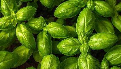 Overhead close-up of vibrant green basil leaves, showing texture and detail. The leaves are clustered. Focus is sharp throughout the image
